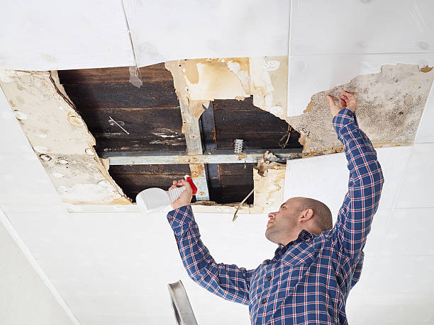 mold removal rose valley pa