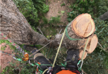 How Arborists Shape the Gold Coast’s Green Future